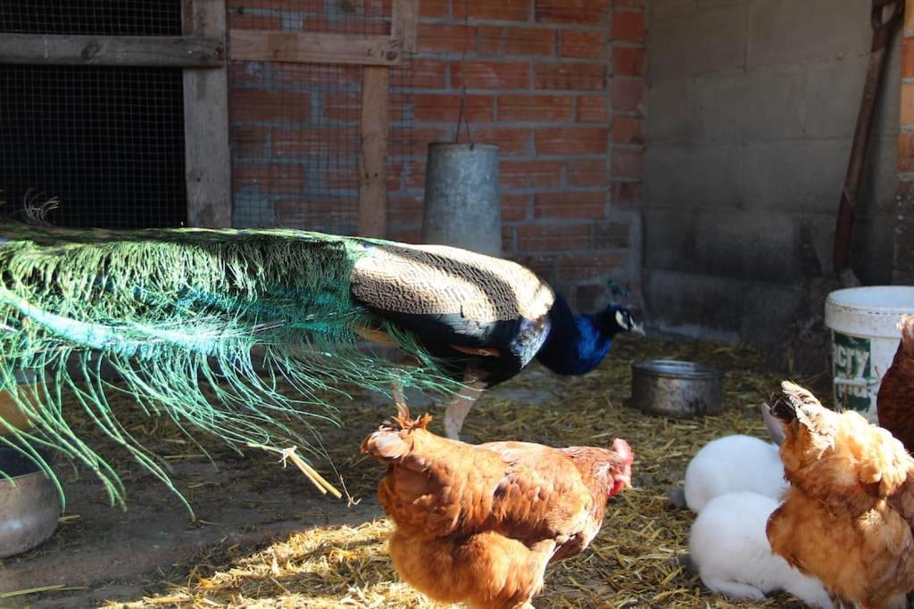 Casa Rural Espasa Espluga de Francolí Zewnętrze zdjęcie