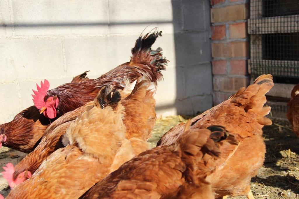Casa Rural Espasa Espluga de Francolí Zewnętrze zdjęcie